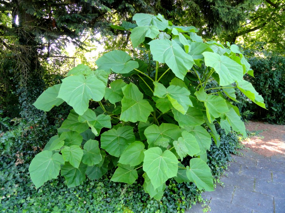 Paulownia tomentosa - Botanischer Garten, Frankfurt am Main - DSC02506