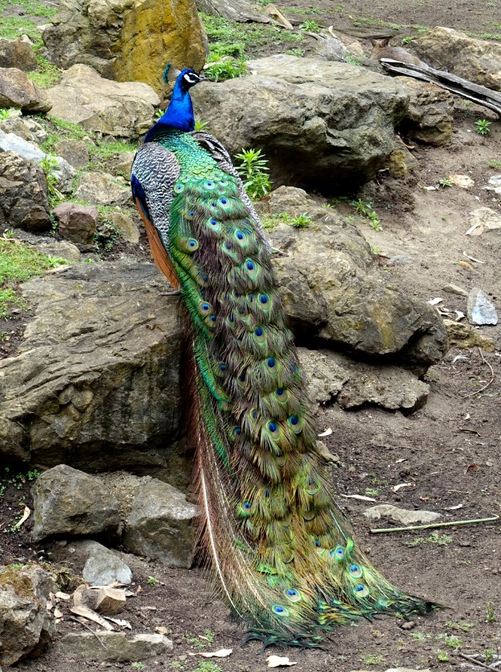 Peacock - San Francisco Zoo - San Francisco, CA - DSC03553