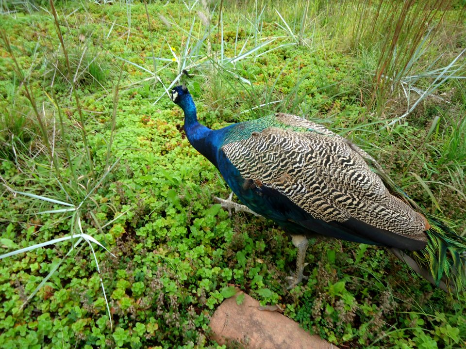 Peacock at Hillview Farms in New Jersey