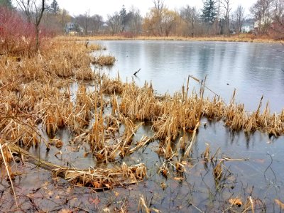 Peeper's Pond - Lexington, MA