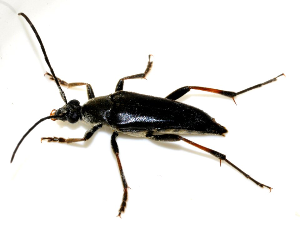 Pedostrangalia-pubescens-17-fws