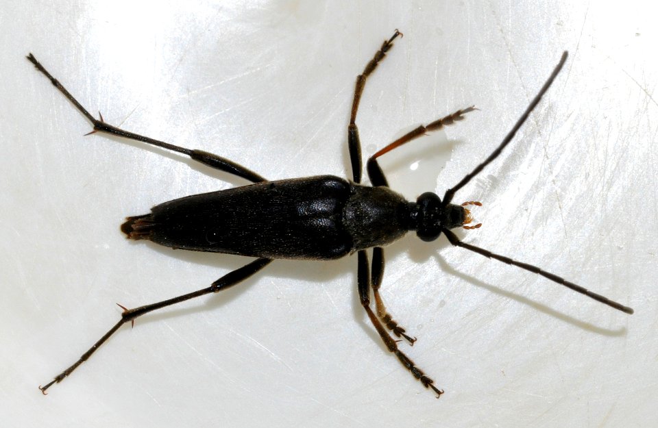 Pedostrangalia-pubescens-02-fws