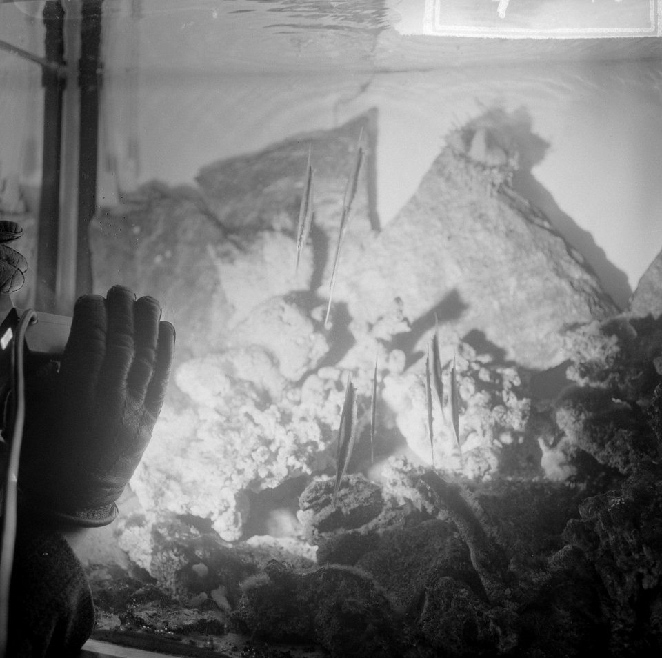Peertje schillen met een vis, de scheermesvissen in aquarium, Bestanddeelnr 917-2675