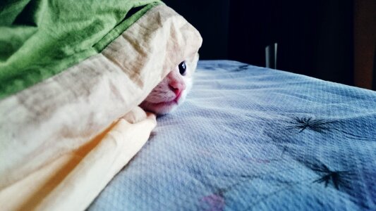 Kitty cat cute hide