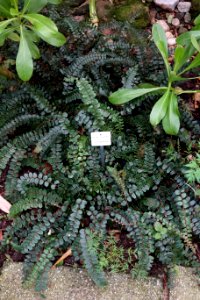 Pellaea rotundifolia - Botanischer Garten, Dresden, Germany - DSC08607