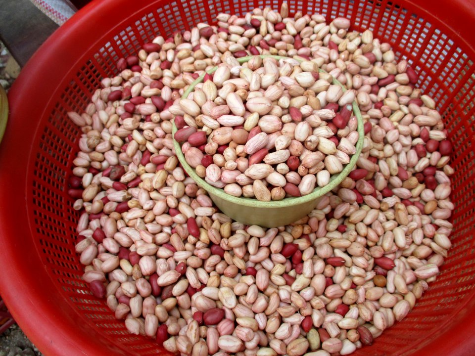Peanuts (shelled raw marketed)