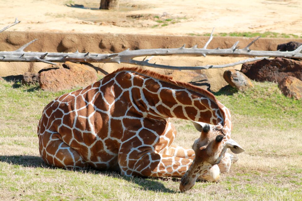 Wild zoo cute