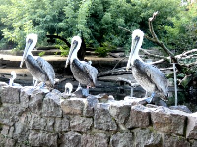 Pelikane ZooHalle