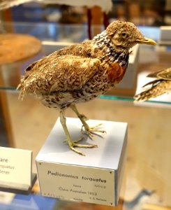 Pedionomus torquatus - Swedish Museum of Natural History - Stockholm, Sweden - DSC00632 photo