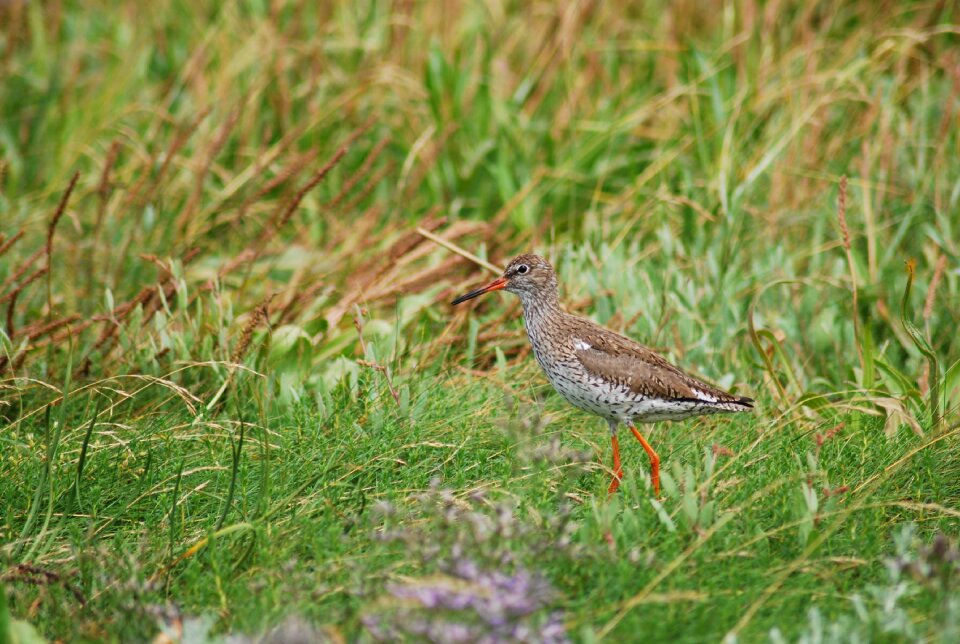 Birds north sea jade