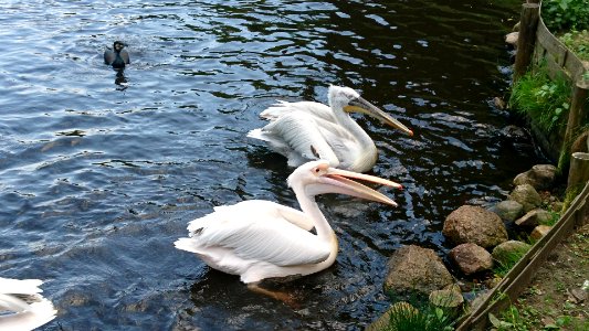 Pelikane bei einer Fütterung 3