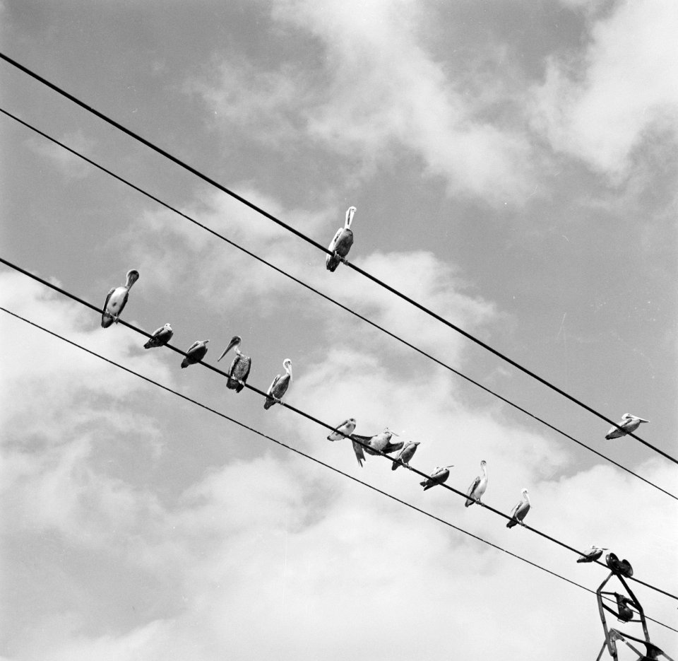 Pelikanen op de kabel van de kabelbaan voor het transport van asfalt, Bestanddeelnr 252-5354