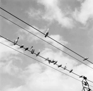 Pelikanen op de kabel van de kabelbaan voor het transport van asfalt, Bestanddeelnr 252-5354