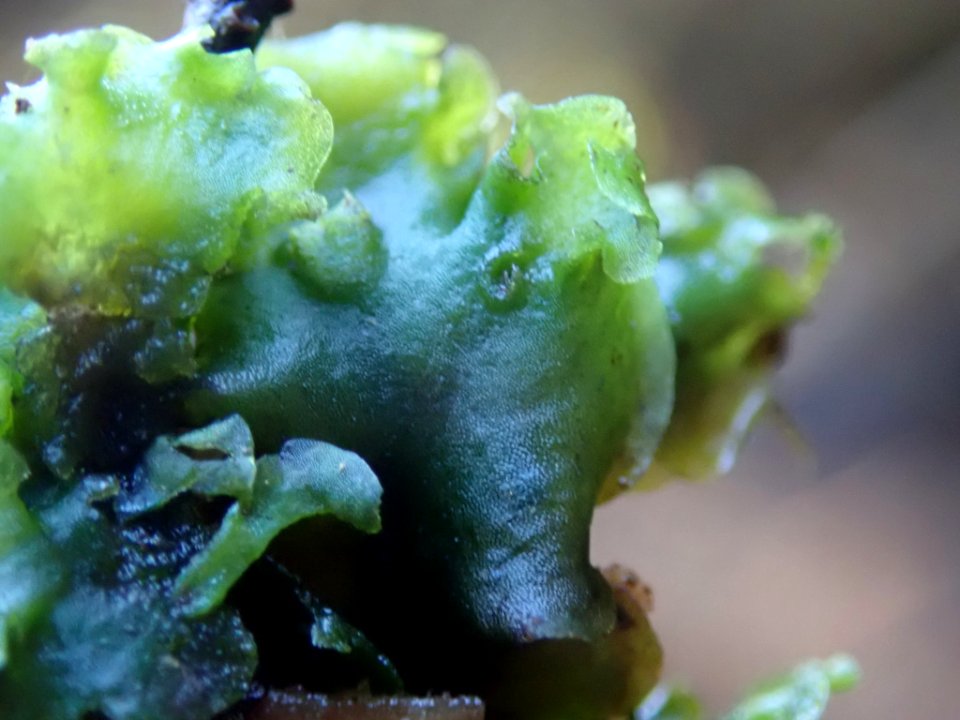 Pellia neesiana 62897766
