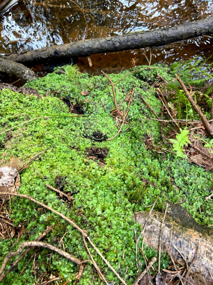 Pellia epiphylla 96252202