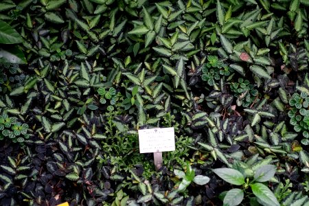 Pellionia repens - Botanischer Garten - Heidelberg, Germany - DSC00992