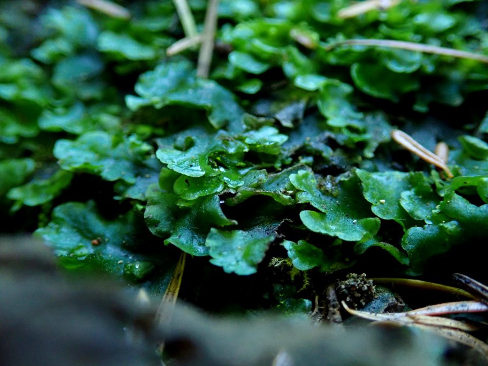Pellia neesiana 94771463