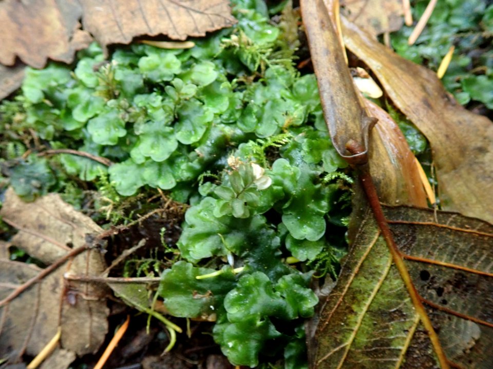 Pellia neesiana 102452479