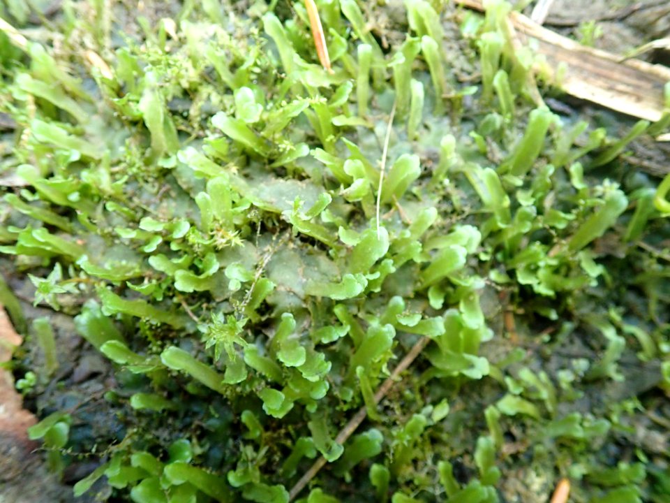 Pellia alpicola 84170438