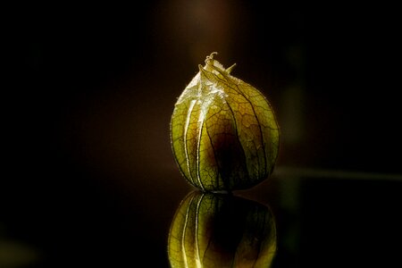 Fruit healthy yellow