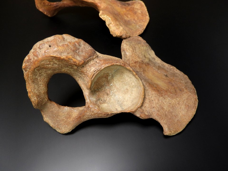Pelvis - os ischii, acetabulum (lateral)