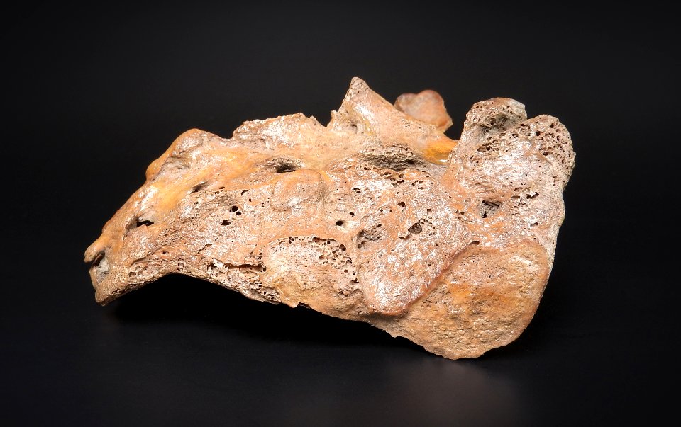 Pelvis - os sacrum (lateral view)