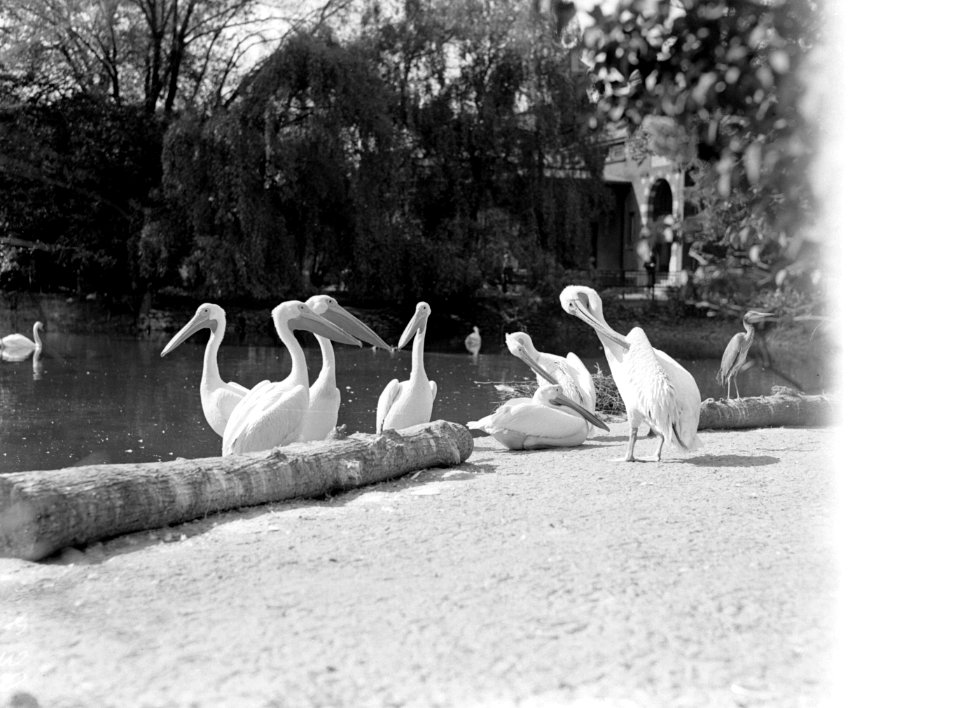 Pelikanen in Artis, Bestanddeelnr 189-0466