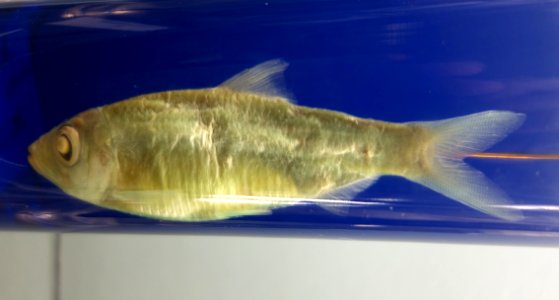 Pellonula vorax - Royal Museum for Central Africa - DSC06846