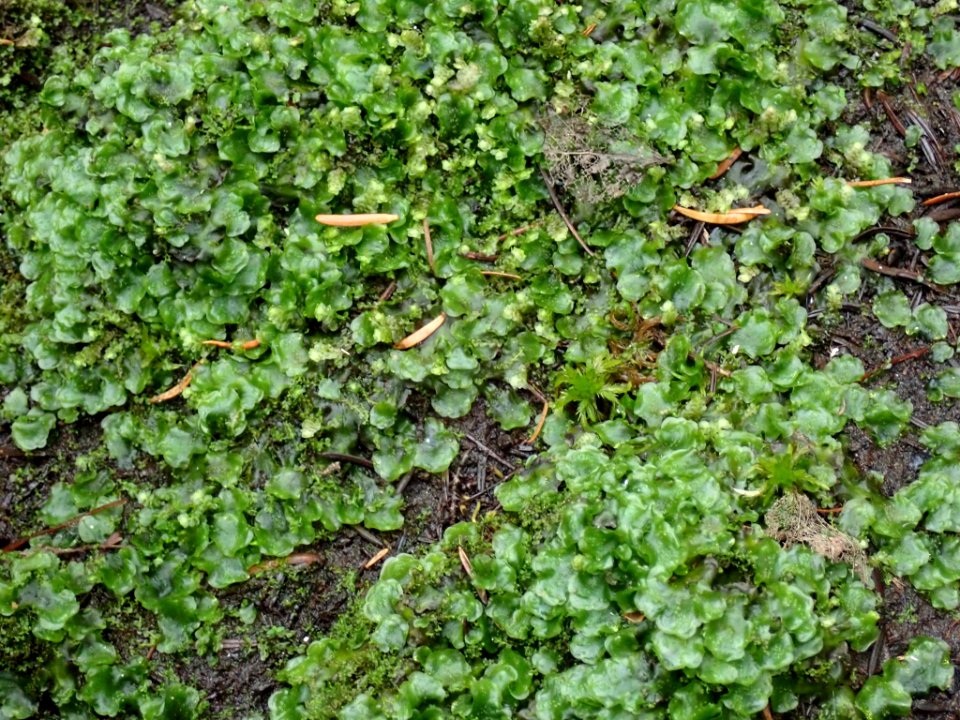 Pellia neesiana 42884201