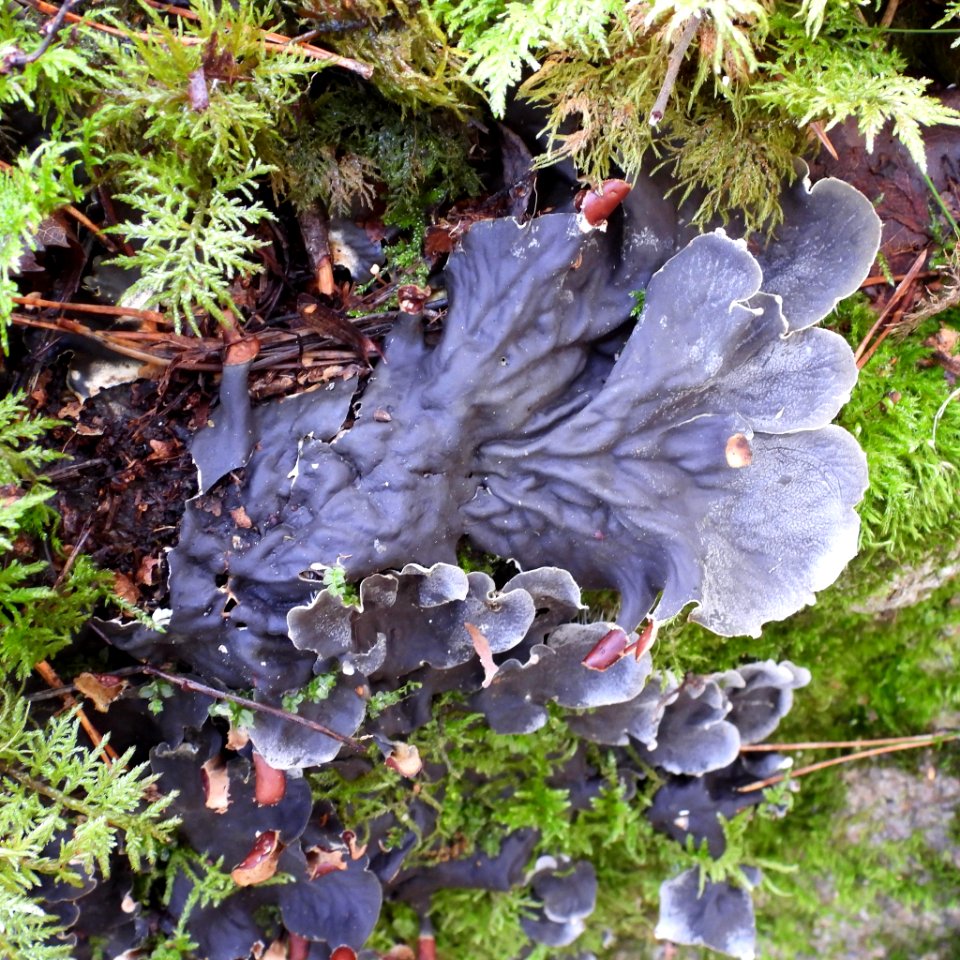Peltigera praetextata 100395296