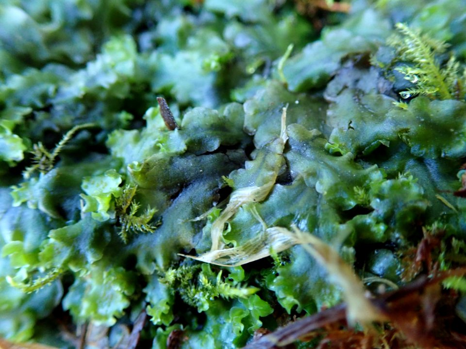 Pellia neesiana 62897693