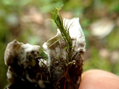 Peltigera britannica 73021726