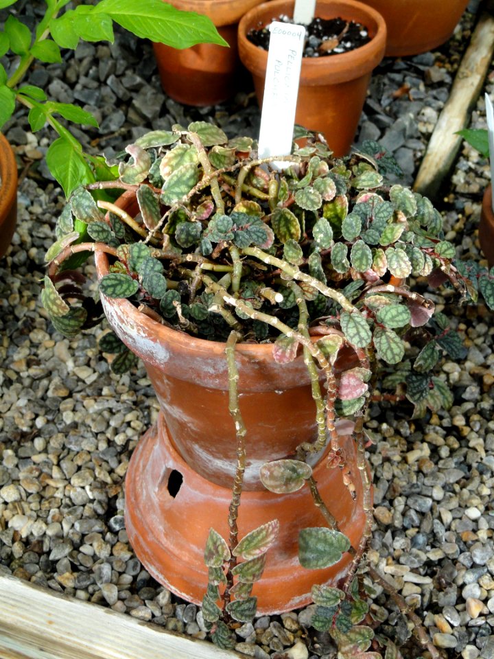 Pellionia repens (Pellionia pulchra) - Talcott Greenhouse - Mount Holyoke College - DSC04494