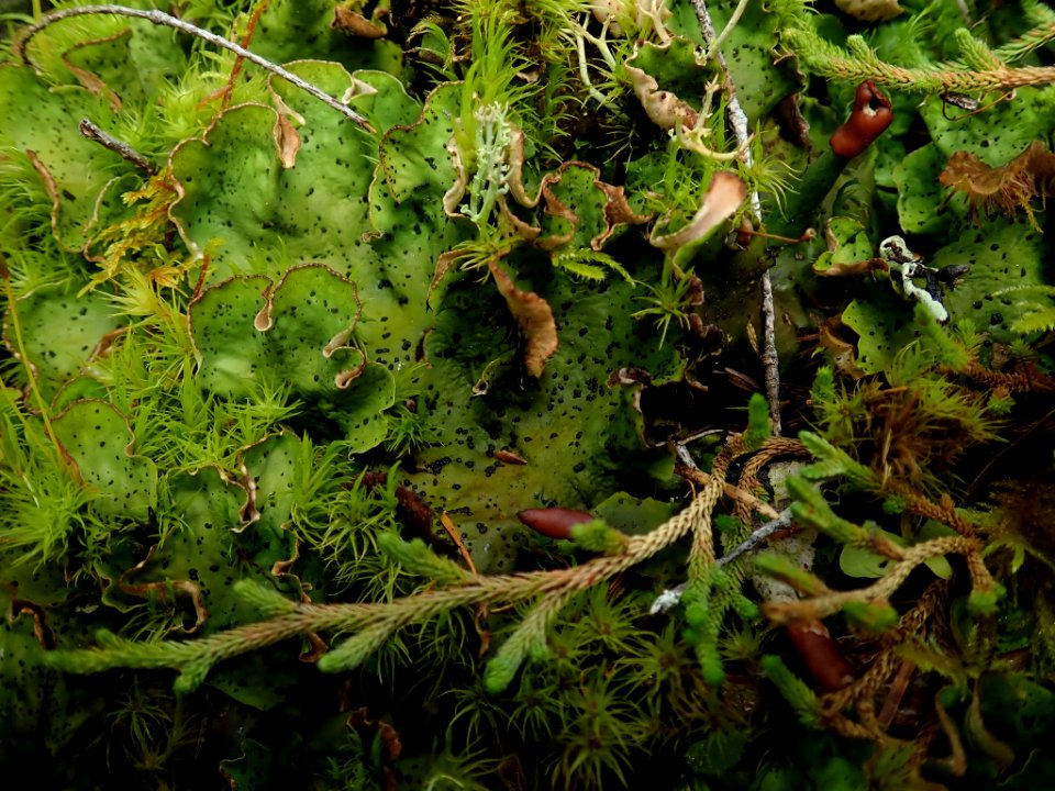 Peltigera britannica 79950298