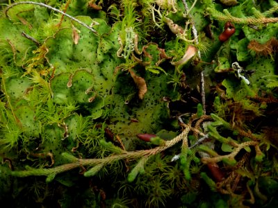 Peltigera britannica 79950298