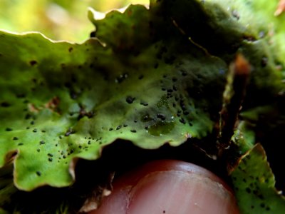 Peltigera britannica 79950320