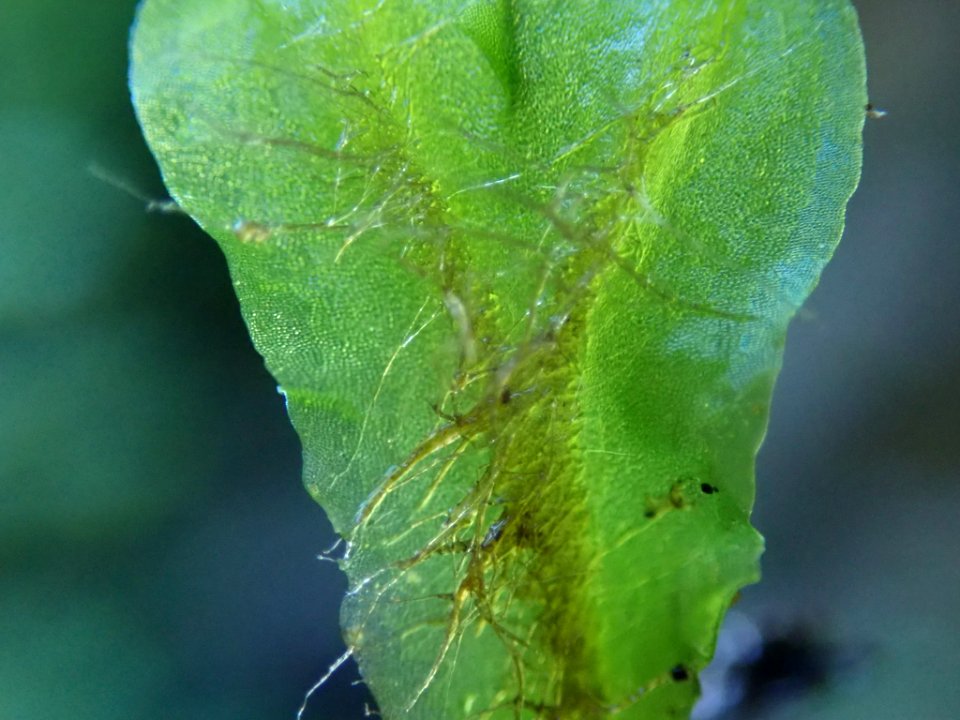 Pellia neesiana 94261291