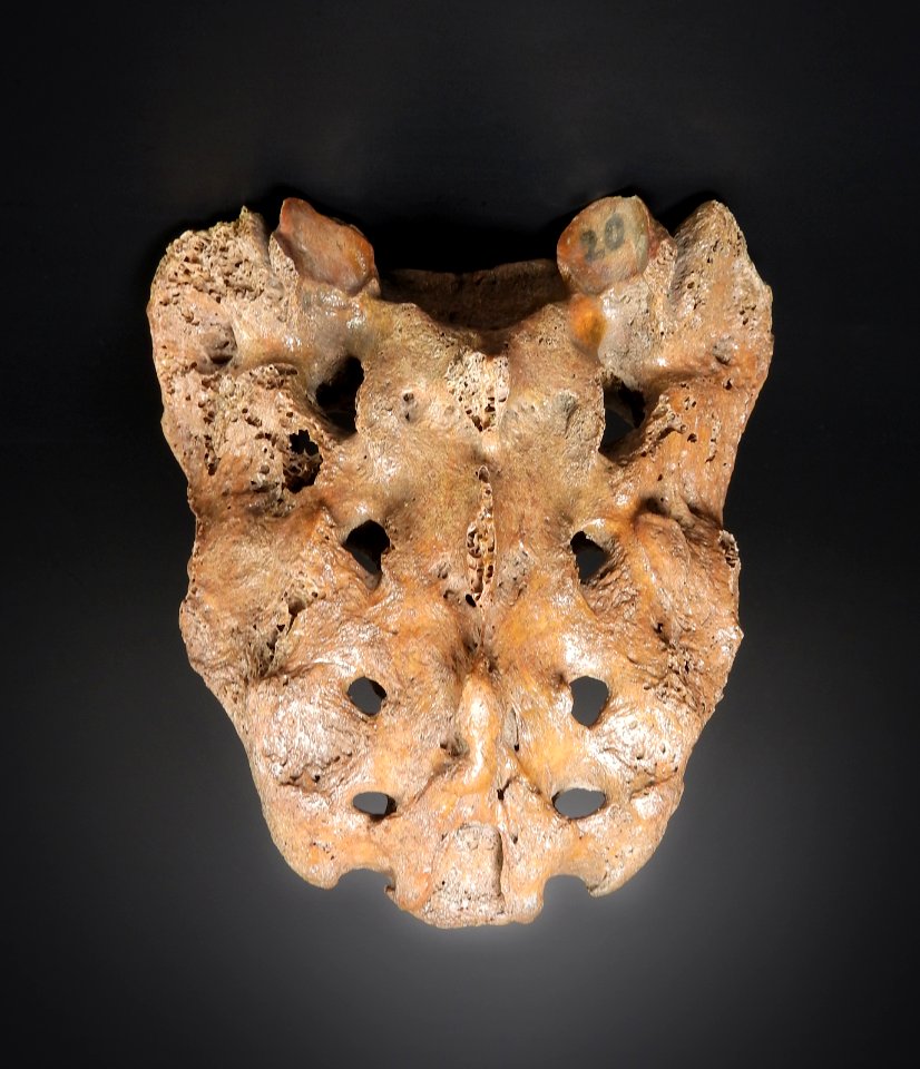Pelvis - os sacrum (posterior)
