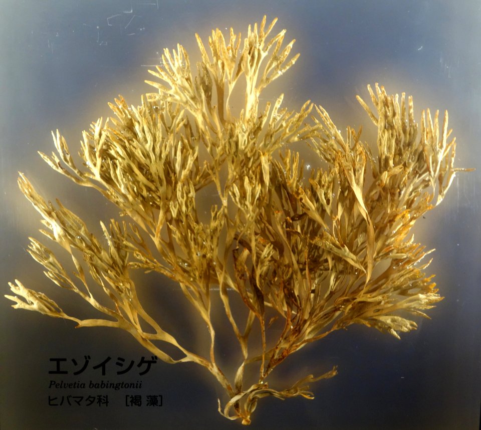 Pelvetia babingtonii - National Museum of Nature and Science, Tokyo - DSC07654