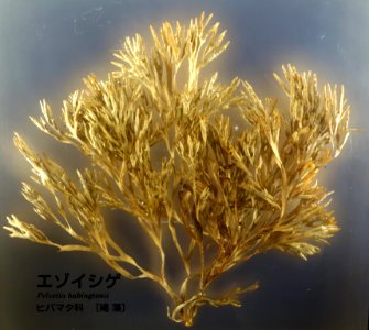 Pelvetia babingtonii - National Museum of Nature and Science, Tokyo - DSC07654