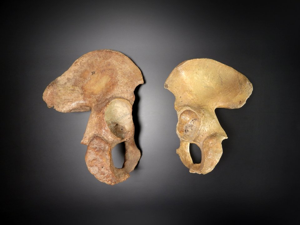 Pelvis - os coxae - dex, sin (lateral)