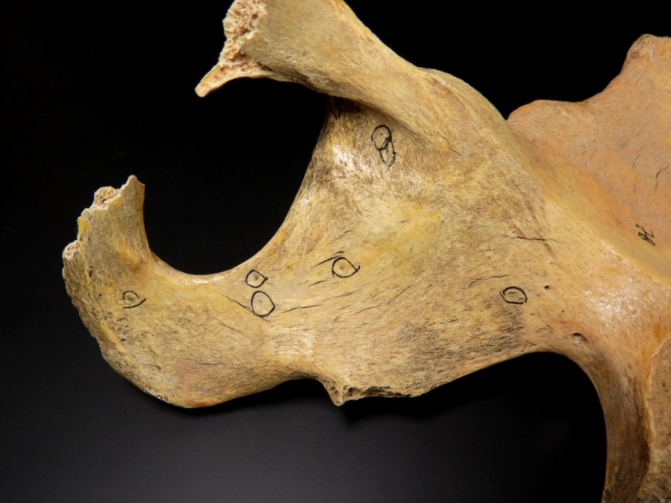 Pelvis - foramen obturatum (posterior, damaged)