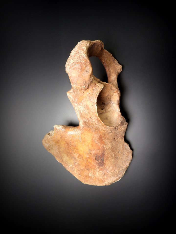 Pelvis - os coxae (lateral view)
