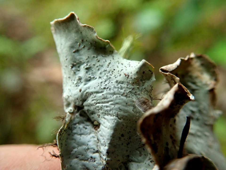 Peltigera britannica 73021650