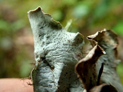 Peltigera britannica 73021650