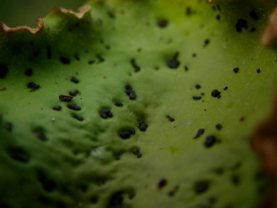 Peltigera aphthosa 97411496 photo