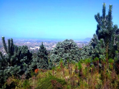 Peninsula Shale Fynbos - DevilsPeak Cape Town 2