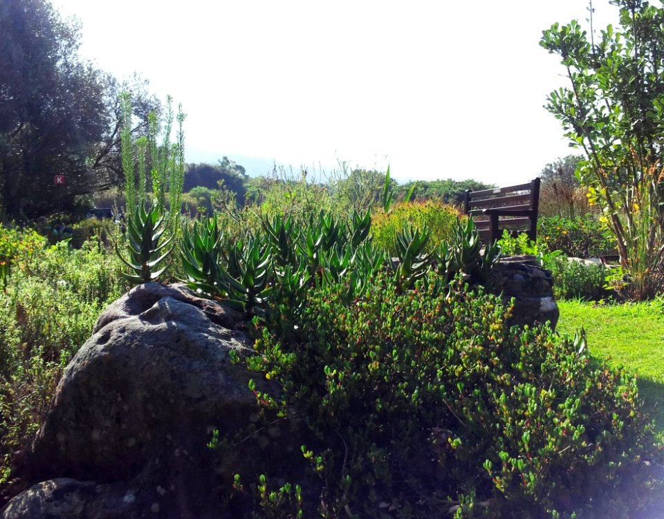 Peninsula Rambling aloe - Kirstenbosch - A commixta 1