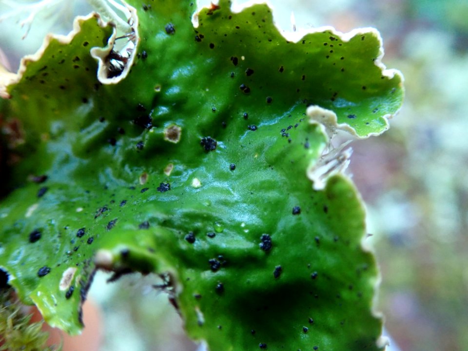 Peltigera britannica 59141136
