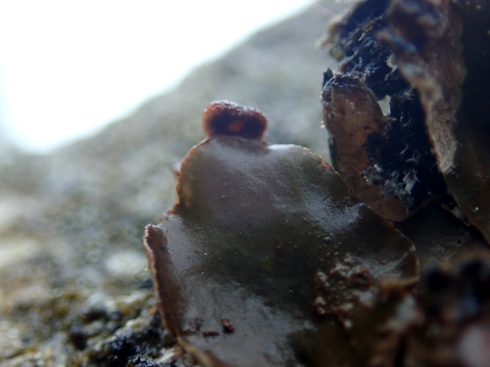 Peltigera neckeri 101145886